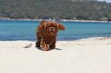 CAVALIER KING CHARLES 121